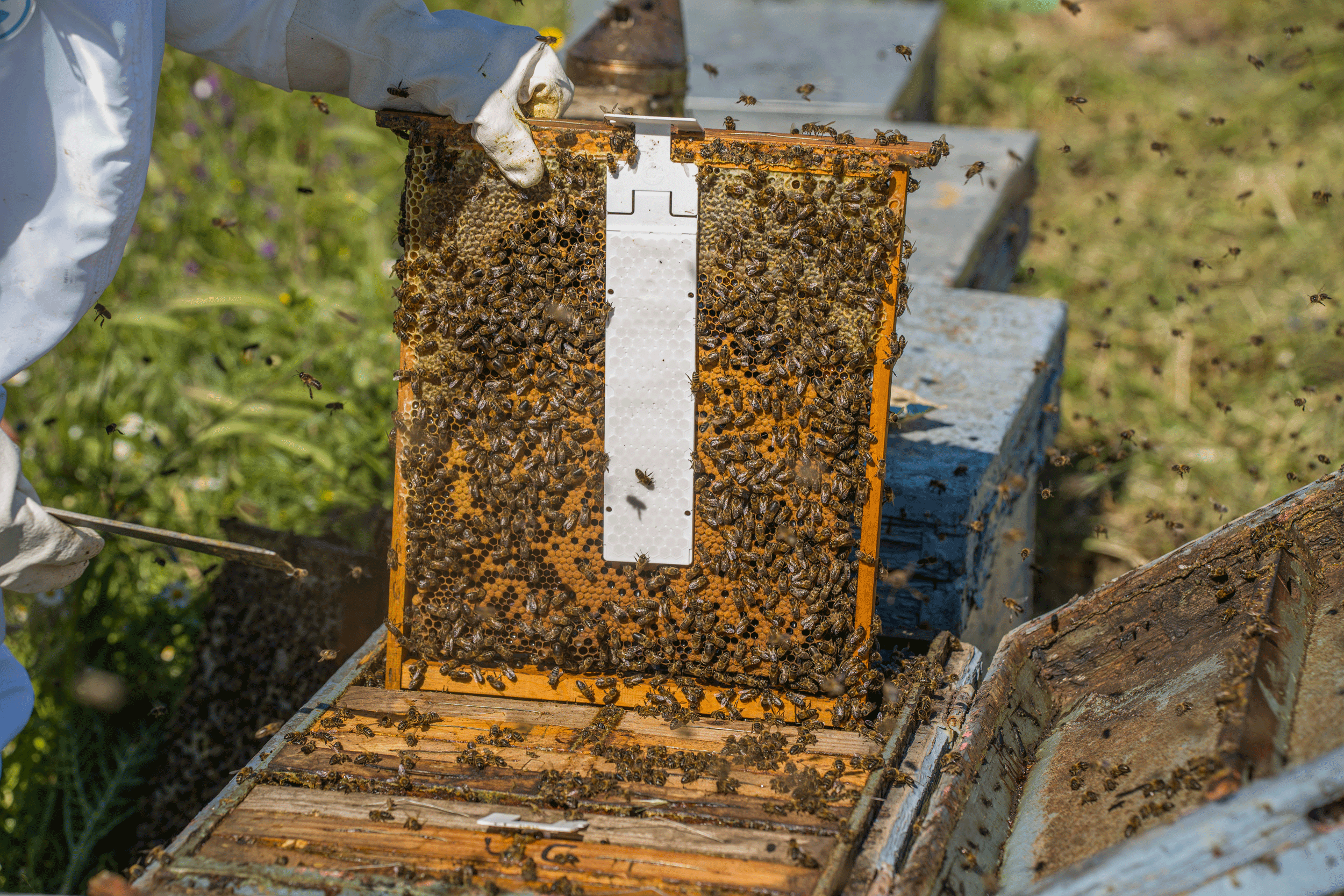 Wie Geht Man Mit r Behandlung r Varroamilbe In Ablegern (Nucs) Um Wie Geht Man Mit r Behandlung r Varroamilbe In Ablegern (Nucs) Um