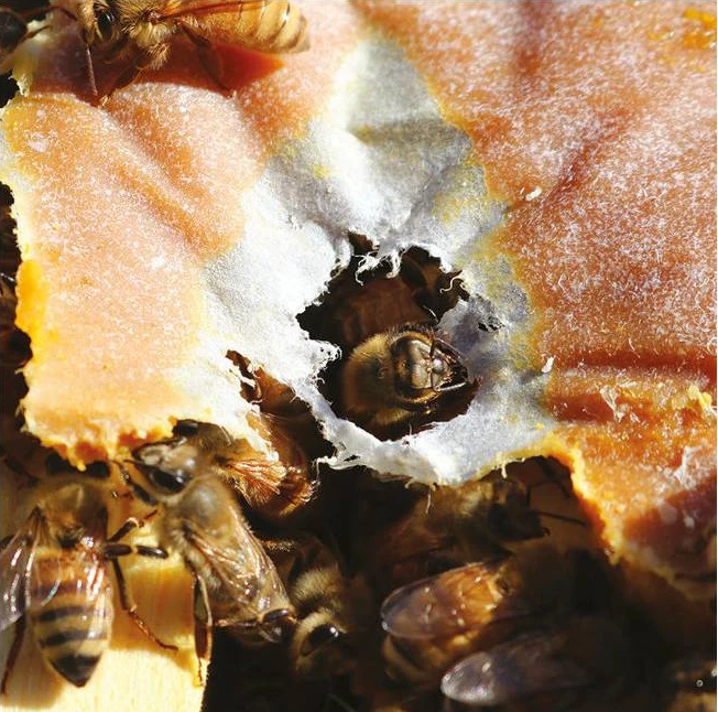 Ultra Bee® Pulverfutter