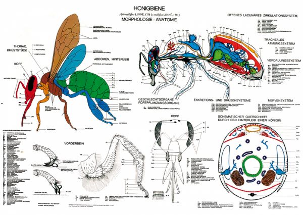 Lehrtafel &quot;Anatomie der Honigbiene&quot;