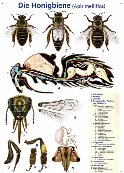 Lehrtafel &quot;Die Honigbiene&quot;