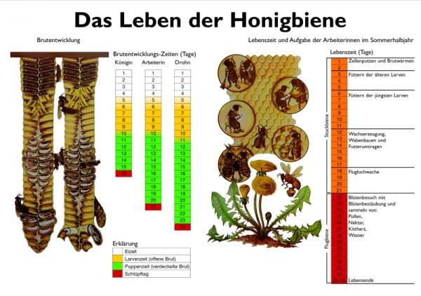 Lehrtafel &quot;Das Leben der Honigbiene&quot;