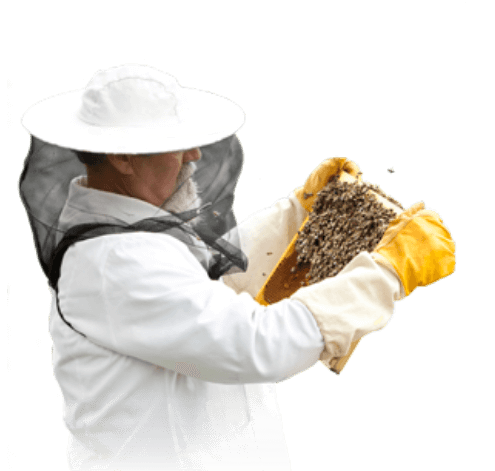 Imker mit Schutzanzug und Rähmchen voller Bienen in der Hand